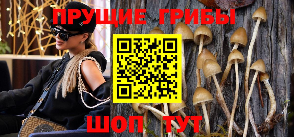 Псилоцибиновые грибы Psilocybe Горячий Ключ